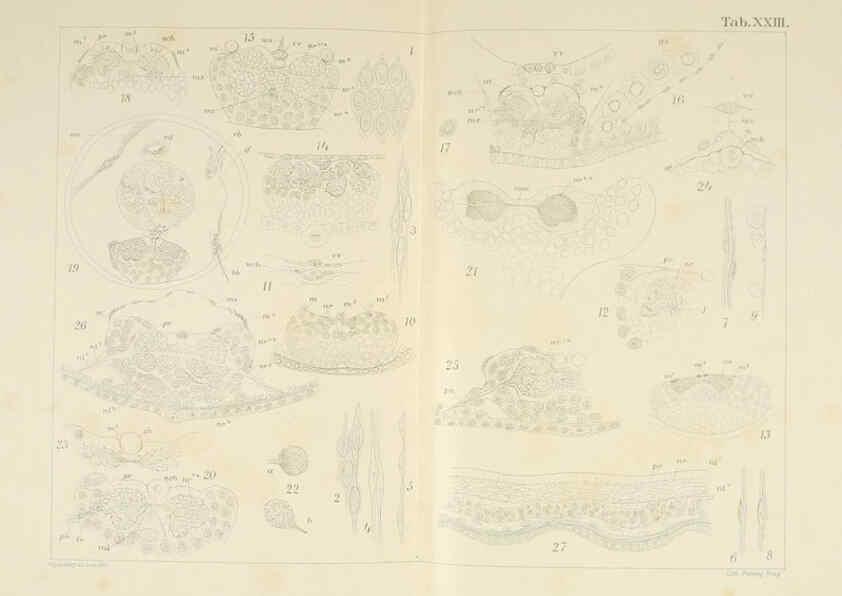 Reproducción/Reproduction 6430787917: Entwicklungsgeschichtliche untersuchungen. atlas. Prag,J. Otto,1888-1892