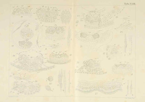 Reproducción/Reproduction 6430787917: Entwicklungsgeschichtliche untersuchungen. atlas. Prag,J. Otto,1888-1892