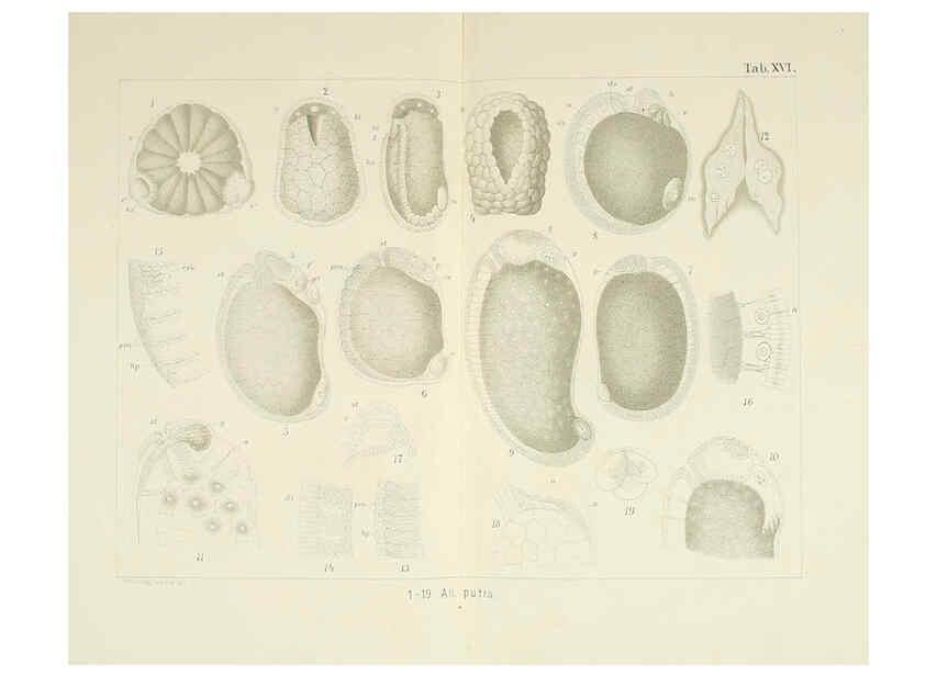 Reproducción/Reproduction 6430785471: Entwicklungsgeschichtliche untersuchungen. atlas. Prag,J. Otto,1888-1892