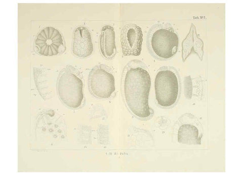 Reproducción/Reproduction 6430785471: Entwicklungsgeschichtliche untersuchungen. atlas. Prag,J. Otto,1888-1892