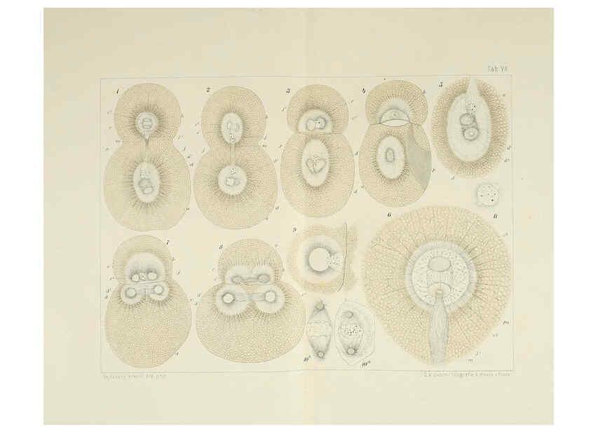 Reproducción/Reproduction 6430782659: Entwicklungsgeschichtliche untersuchungen. atlas. Prag,J. Otto,1888-1892