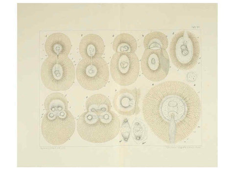 Reproducción/Reproduction 6430782659: Entwicklungsgeschichtliche untersuchungen. atlas. Prag,J. Otto,1888-1892