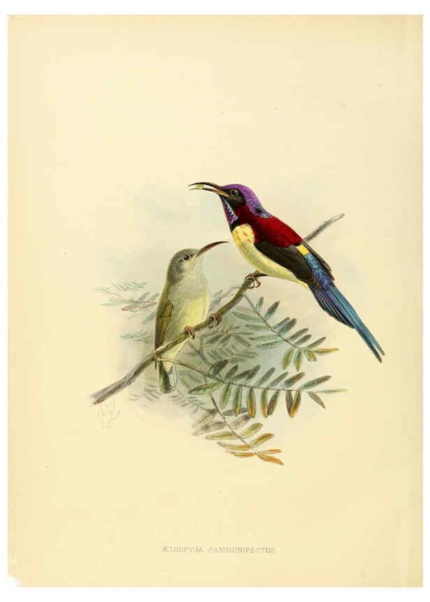 Reproducción/Reproduction 6431085605: A monograph of the Nectariniidae, or, Family of sun-birds London :Published by the author,1876-1880