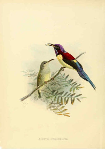 Reproducción/Reproduction 6431085605: A monograph of the Nectariniidae, or, Family of sun-birds London :Published by the author,1876-1880