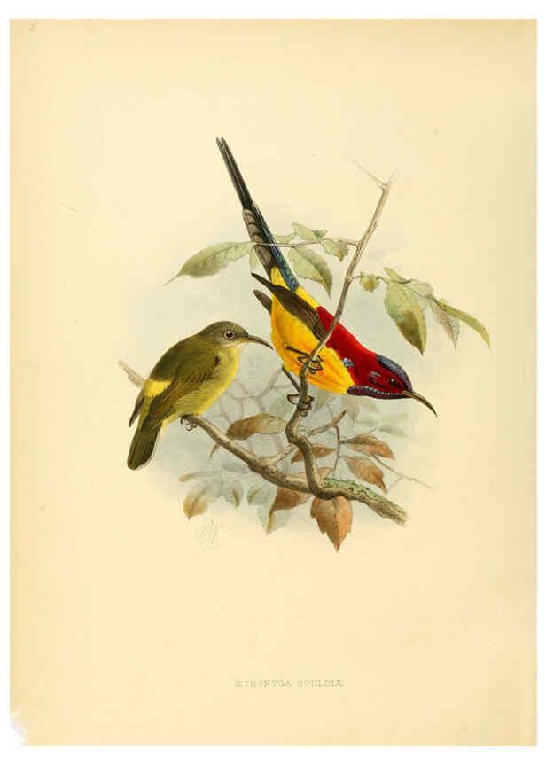 Reproducción/Reproduction 6431086487: A monograph of the Nectariniidae, or, Family of sun-birds London :Published by the author,1876-1880