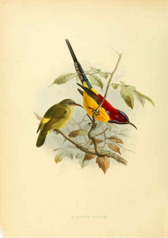 Reproducción/Reproduction 6431086487: A monograph of the Nectariniidae, or, Family of sun-birds London :Published by the author,1876-1880