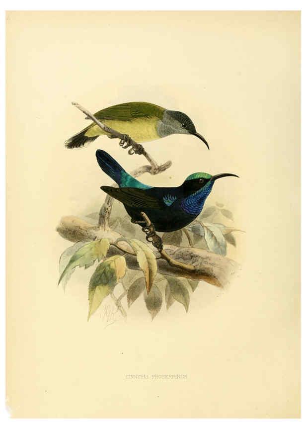 Reproducción/Reproduction 6431099127: A monograph of the Nectariniidae, or, Family of sun-birds London :Published by the author,1876-1880