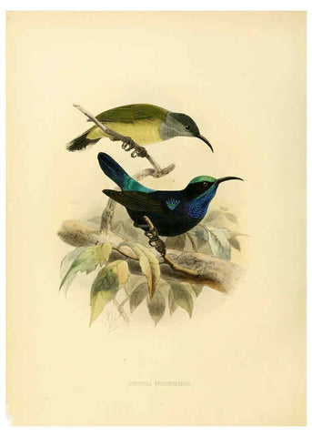 Reproducción/Reproduction 6431099127: A monograph of the Nectariniidae, or, Family of sun-birds London :Published by the author,1876-1880