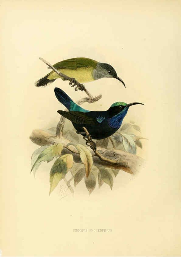 Reproducción/Reproduction 6431099127: A monograph of the Nectariniidae, or, Family of sun-birds London :Published by the author,1876-1880