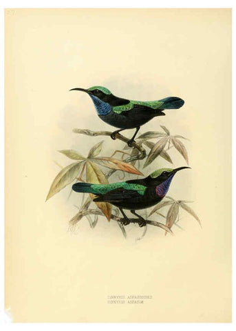 Reproducción/Reproduction 6431099607: A monograph of the Nectariniidae, or, Family of sun-birds London :Published by the author,1876-1880