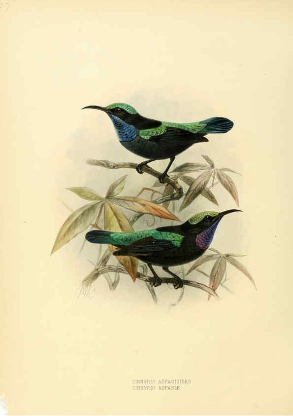 Reproducción/Reproduction 6431099607: A monograph of the Nectariniidae, or, Family of sun-birds London :Published by the author,1876-1880