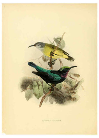 Reproducción/Reproduction 6431099913: A monograph of the Nectariniidae, or, Family of sun-birds London :Published by the author,1876-1880