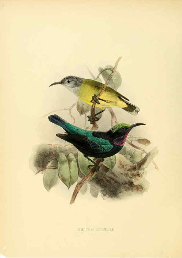 Reproducción/Reproduction 6431099913: A monograph of the Nectariniidae, or, Family of sun-birds London :Published by the author,1876-1880