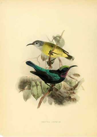 Reproducción/Reproduction 6431099913: A monograph of the Nectariniidae, or, Family of sun-birds London :Published by the author,1876-1880