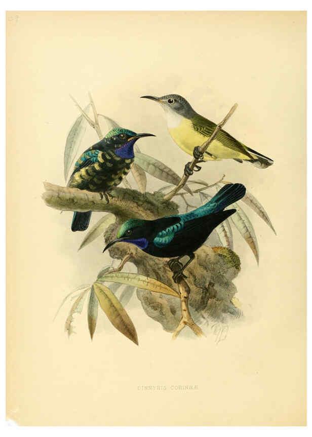 Reproducción/Reproduction 6431100387: A monograph of the Nectariniidae, or, Family of sun-birds London :Published by the author,1876-1880