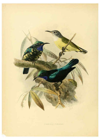Reproducción/Reproduction 6431100387: A monograph of the Nectariniidae, or, Family of sun-birds London :Published by the author,1876-1880