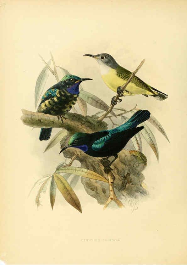 Reproducción/Reproduction 6431100387: A monograph of the Nectariniidae, or, Family of sun-birds London :Published by the author,1876-1880
