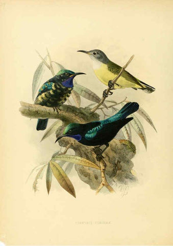 Reproducción/Reproduction 6431100387: A monograph of the Nectariniidae, or, Family of sun-birds London :Published by the author,1876-1880