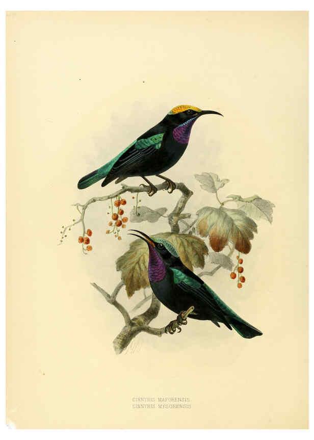 Reproducción/Reproduction 6431100715: A monograph of the Nectariniidae, or, Family of sun-birds London :Published by the author,1876-1880