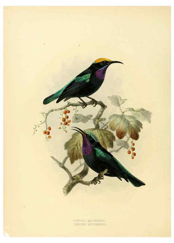Reproducción/Reproduction 6431100715: A monograph of the Nectariniidae, or, Family of sun-birds London :Published by the author,1876-1880