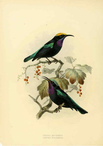 Reproducción/Reproduction 6431100715: A monograph of the Nectariniidae, or, Family of sun-birds London :Published by the author,1876-1880