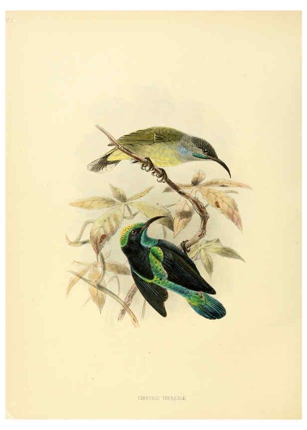 Reproducción/Reproduction 6431101079: A monograph of the Nectariniidae, or, Family of sun-birds London :Published by the author,1876-1880