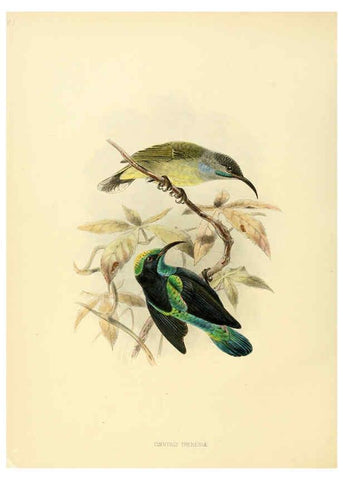 Reproducción/Reproduction 6431101079: A monograph of the Nectariniidae, or, Family of sun-birds London :Published by the author,1876-1880
