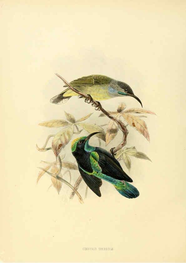 Reproducción/Reproduction 6431101079: A monograph of the Nectariniidae, or, Family of sun-birds London :Published by the author,1876-1880