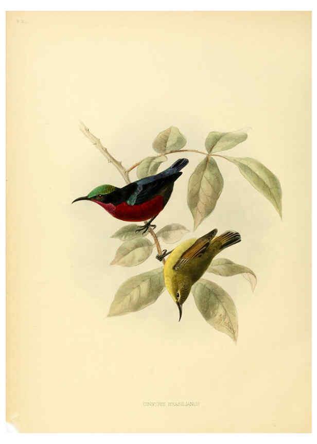Reproducción/Reproduction 6431101393: A monograph of the Nectariniidae, or, Family of sun-birds London :Published by the author,1876-1880