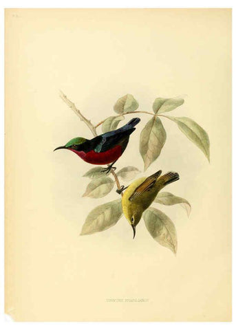 Reproducción/Reproduction 6431101393: A monograph of the Nectariniidae, or, Family of sun-birds London :Published by the author,1876-1880