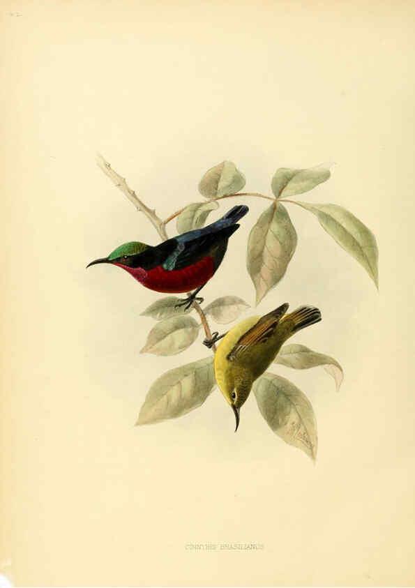 Reproducción/Reproduction 6431101393: A monograph of the Nectariniidae, or, Family of sun-birds London :Published by the author,1876-1880