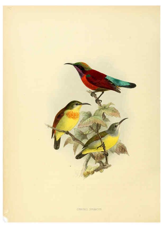 Reproducción/Reproduction 6431101685: A monograph of the Nectariniidae, or, Family of sun-birds London :Published by the author,1876-1880