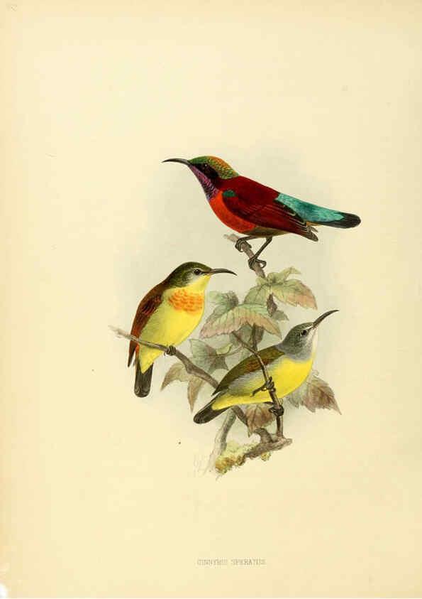 Reproducción/Reproduction 6431101685: A monograph of the Nectariniidae, or, Family of sun-birds London :Published by the author,1876-1880