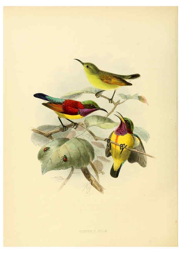 Reproducción/Reproduction 6431102013: A monograph of the Nectariniidae, or, Family of sun-birds London :Published by the author,1876-1880