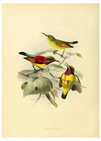 Reproducción/Reproduction 6431102013: A monograph of the Nectariniidae, or, Family of sun-birds London :Published by the author,1876-1880
