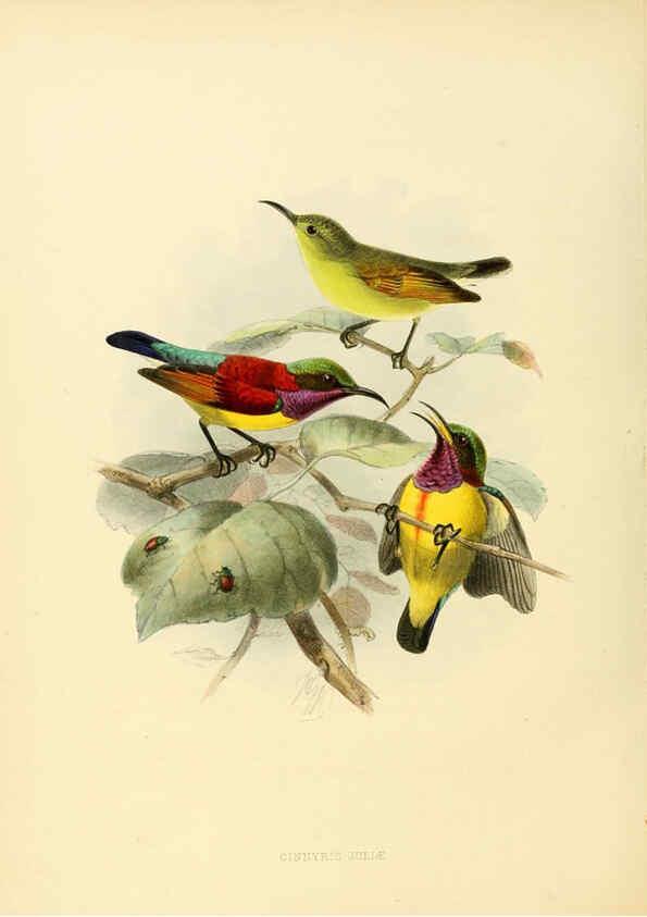 Reproducción/Reproduction 6431102013: A monograph of the Nectariniidae, or, Family of sun-birds London :Published by the author,1876-1880