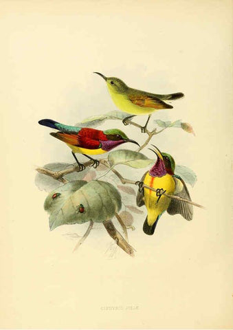 Reproducción/Reproduction 6431102013: A monograph of the Nectariniidae, or, Family of sun-birds London :Published by the author,1876-1880