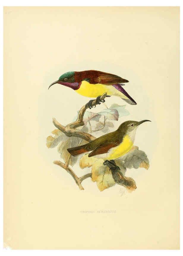 Reproducción/Reproduction 6431102305: A monograph of the Nectariniidae, or, Family of sun-birds London :Published by the author,1876-1880