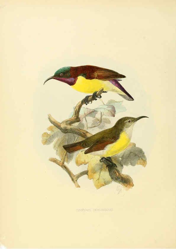 Reproducción/Reproduction 6431102305: A monograph of the Nectariniidae, or, Family of sun-birds London :Published by the author,1876-1880
