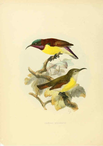 Reproducción/Reproduction 6431102305: A monograph of the Nectariniidae, or, Family of sun-birds London :Published by the author,1876-1880