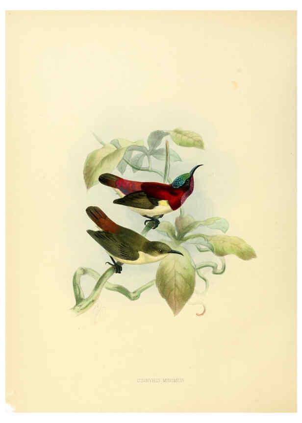 Reproducción/Reproduction 6431102631: A monograph of the Nectariniidae, or, Family of sun-birds London :Published by the author,1876-1880