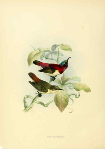 Reproducción/Reproduction 6431102631: A monograph of the Nectariniidae, or, Family of sun-birds London :Published by the author,1876-1880