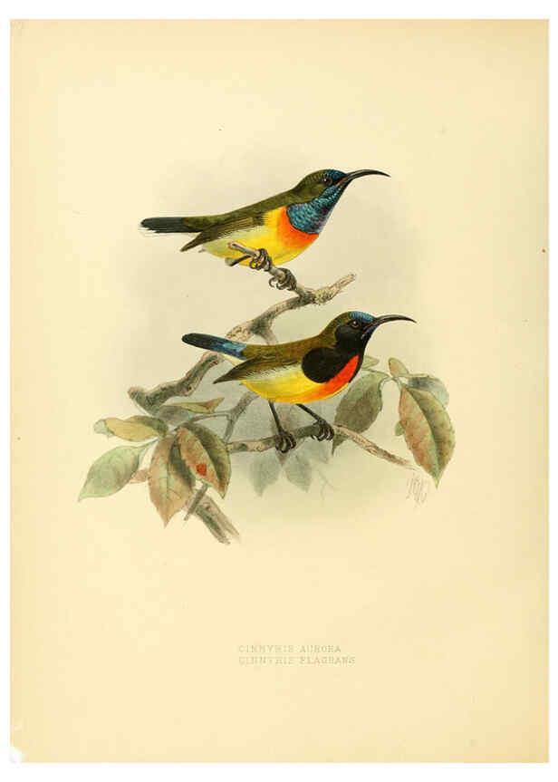 Reproducción/Reproduction 6431102917: A monograph of the Nectariniidae, or, Family of sun-birds London :Published by the author,1876-1880