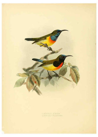 Reproducción/Reproduction 6431102917: A monograph of the Nectariniidae, or, Family of sun-birds London :Published by the author,1876-1880