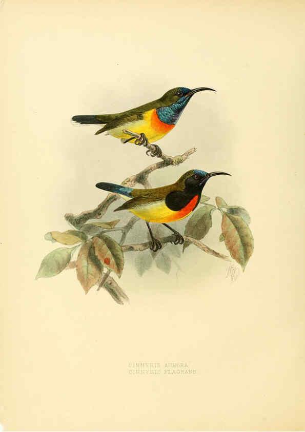 Reproducción/Reproduction 6431102917: A monograph of the Nectariniidae, or, Family of sun-birds London :Published by the author,1876-1880