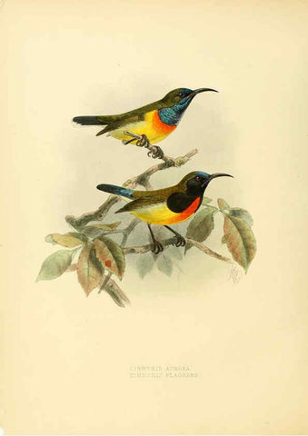 Reproducción/Reproduction 6431102917: A monograph of the Nectariniidae, or, Family of sun-birds London :Published by the author,1876-1880