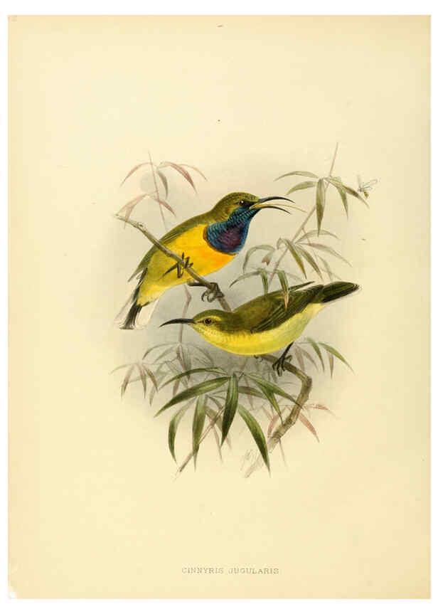 Reproducción/Reproduction 6431103211: A monograph of the Nectariniidae, or, Family of sun-birds London :Published by the author,1876-1880
