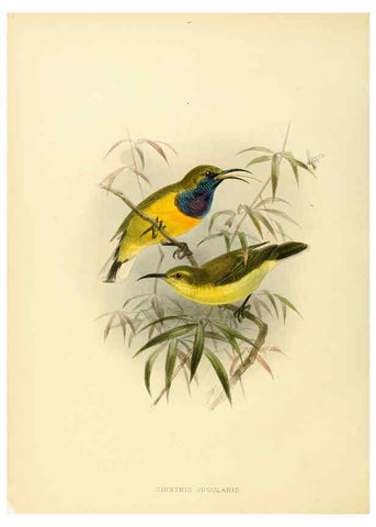 Reproducción/Reproduction 6431103211: A monograph of the Nectariniidae, or, Family of sun-birds London :Published by the author,1876-1880