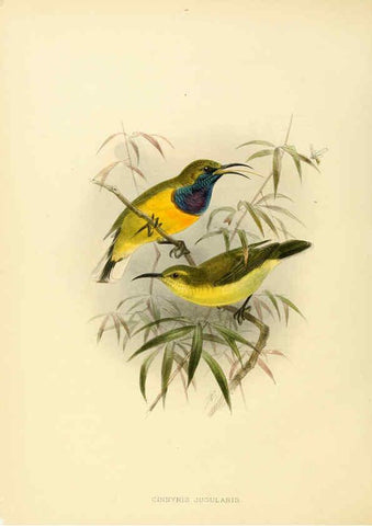 Reproducción/Reproduction 6431103211: A monograph of the Nectariniidae, or, Family of sun-birds London :Published by the author,1876-1880