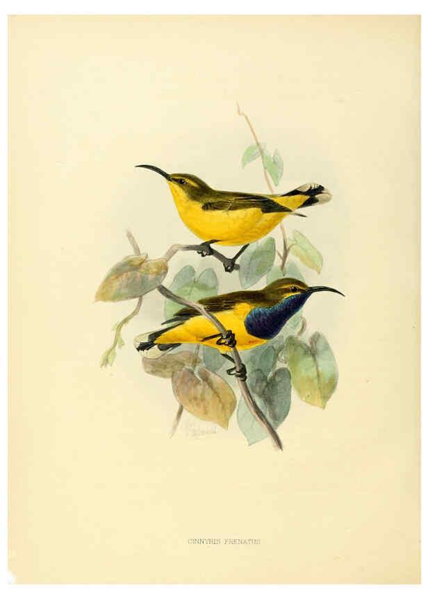 Reproducción/Reproduction 6431103509: A monograph of the Nectariniidae, or, Family of sun-birds London :Published by the author,1876-1880